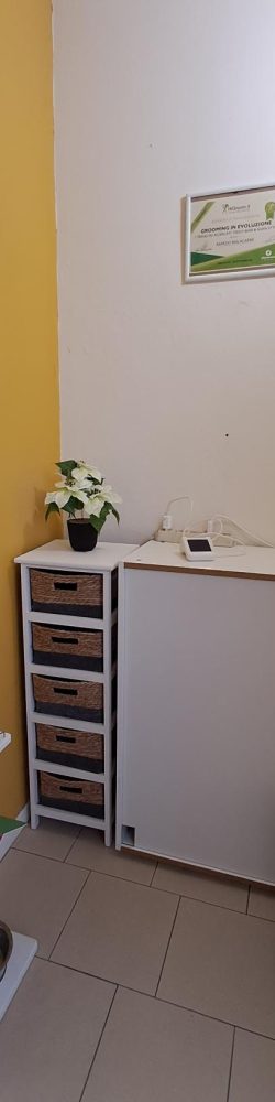 Toelettatura Castelletto di Marzio (8)